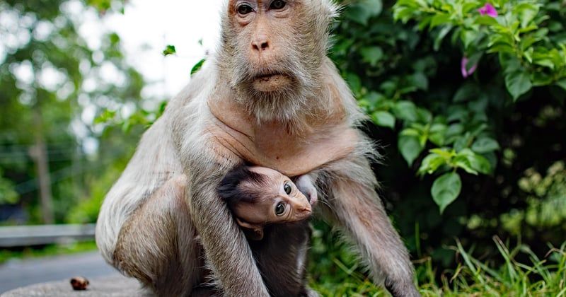 Préparer un voyage en famille en Thaïlande : le guide qui change tout
