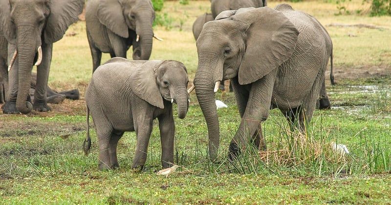 Préparer un voyage en famille au Sénégal avec bébé : le guide serein