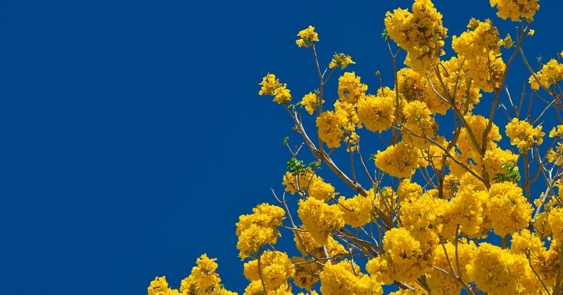 Activités nature pour enfants au Costa Rica : le guide qui change tout